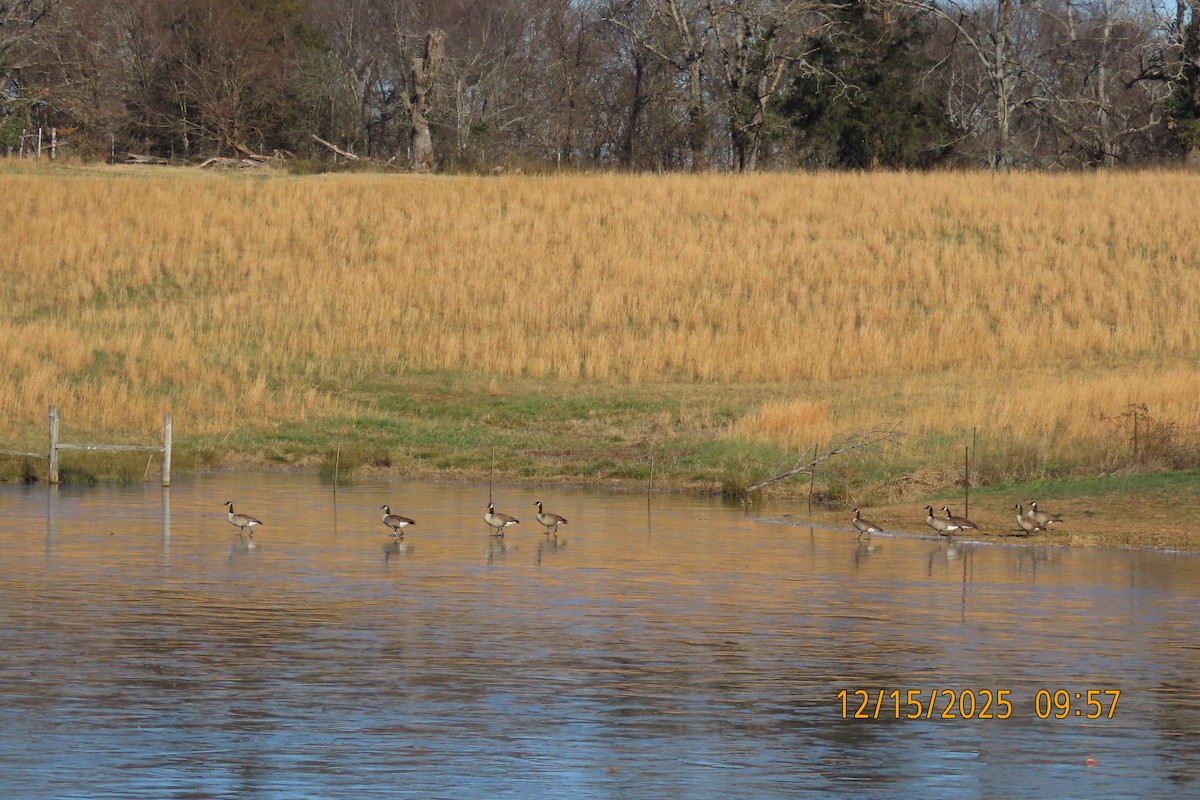 Barnacla Canadiense Grande - ML647016392