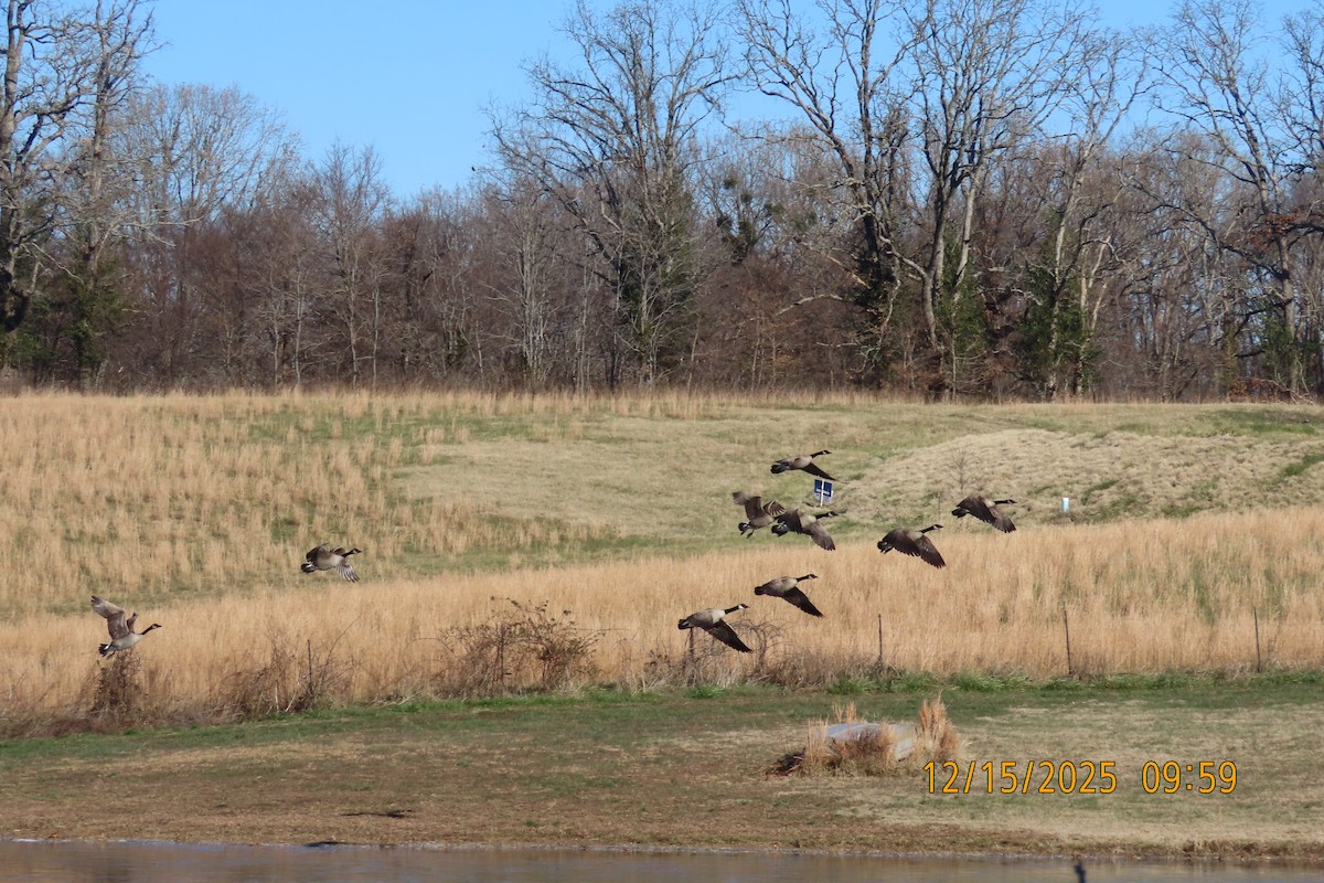 Barnacla Canadiense Grande - ML647016393