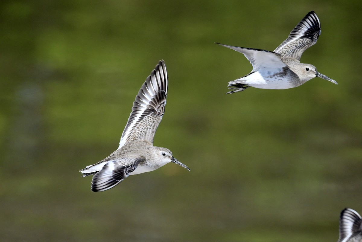 Песчанка - ML647016395