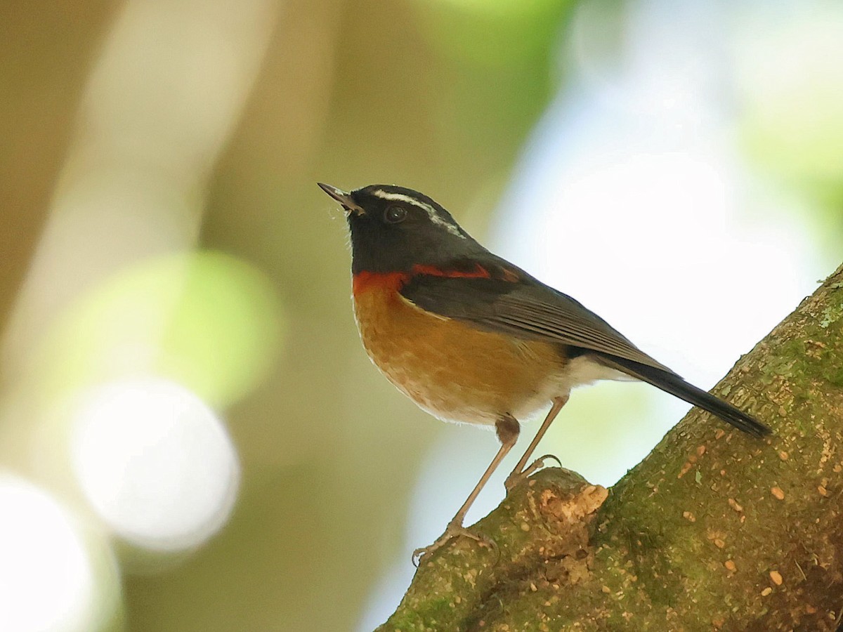 Collared Bush-Robin - ML647016407
