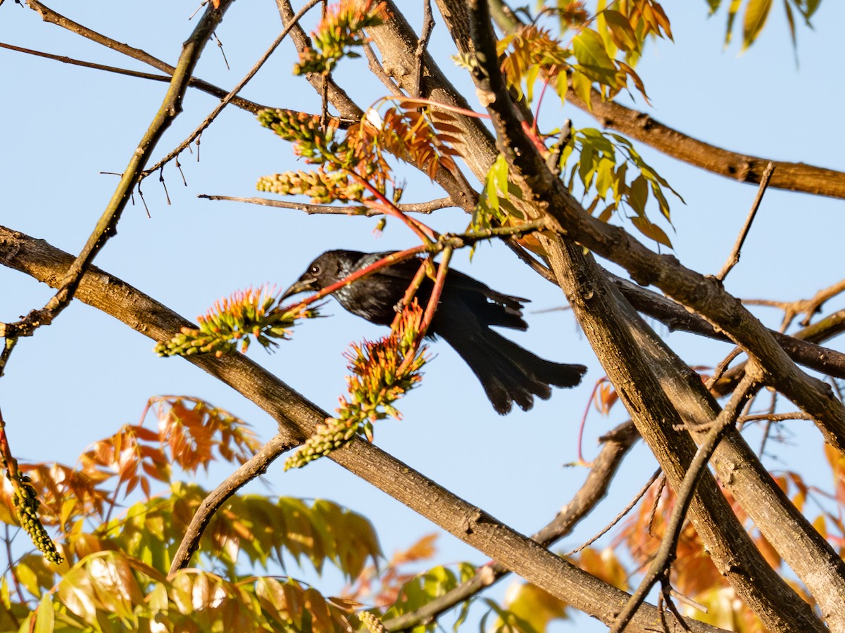 Hair-crested Drongo - ML647016431