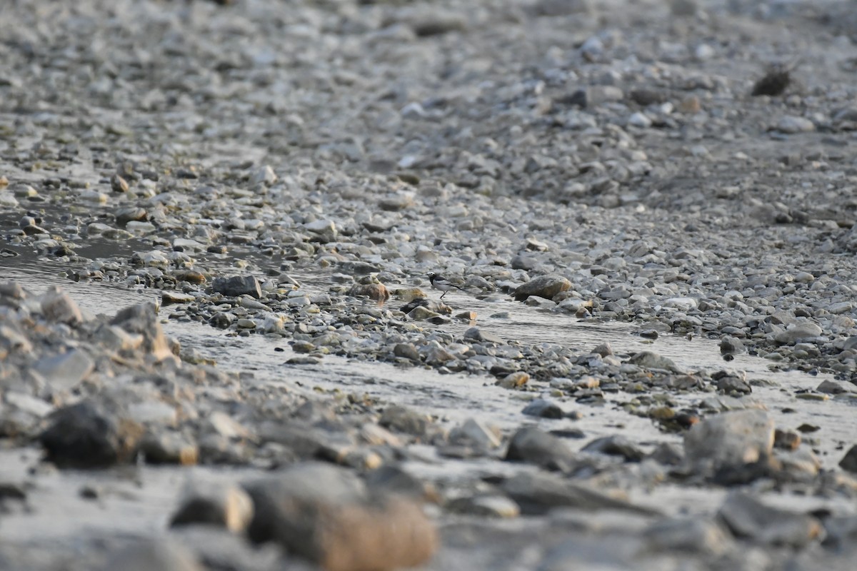 Weißbrauenstelze - ML647016437