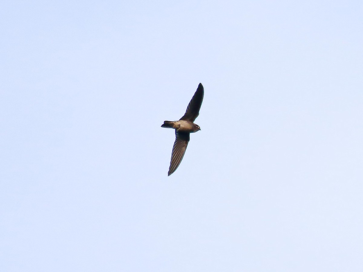 Plume-toed Swiftlet - ML647016468