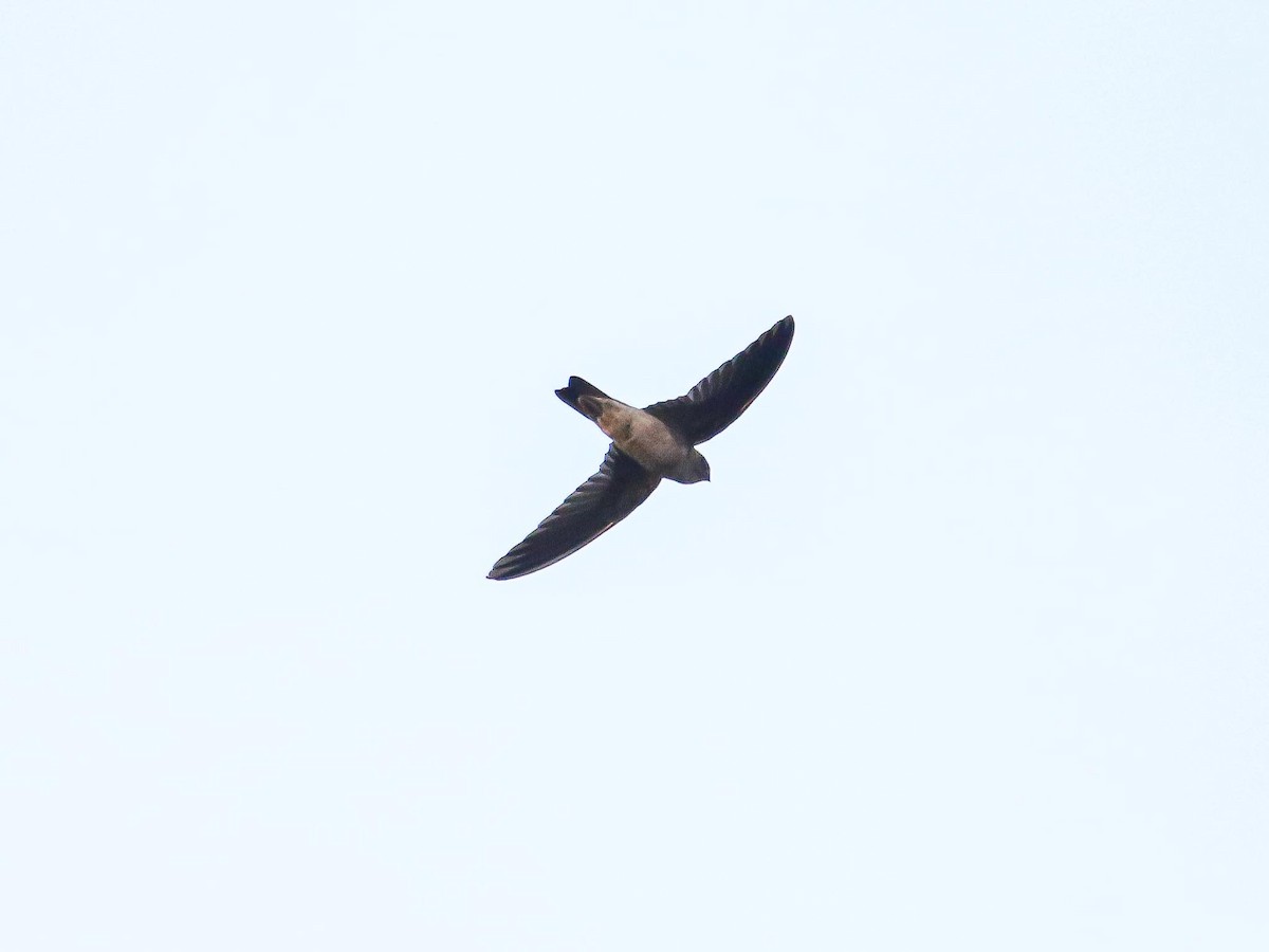 Plume-toed Swiftlet - ML647016475