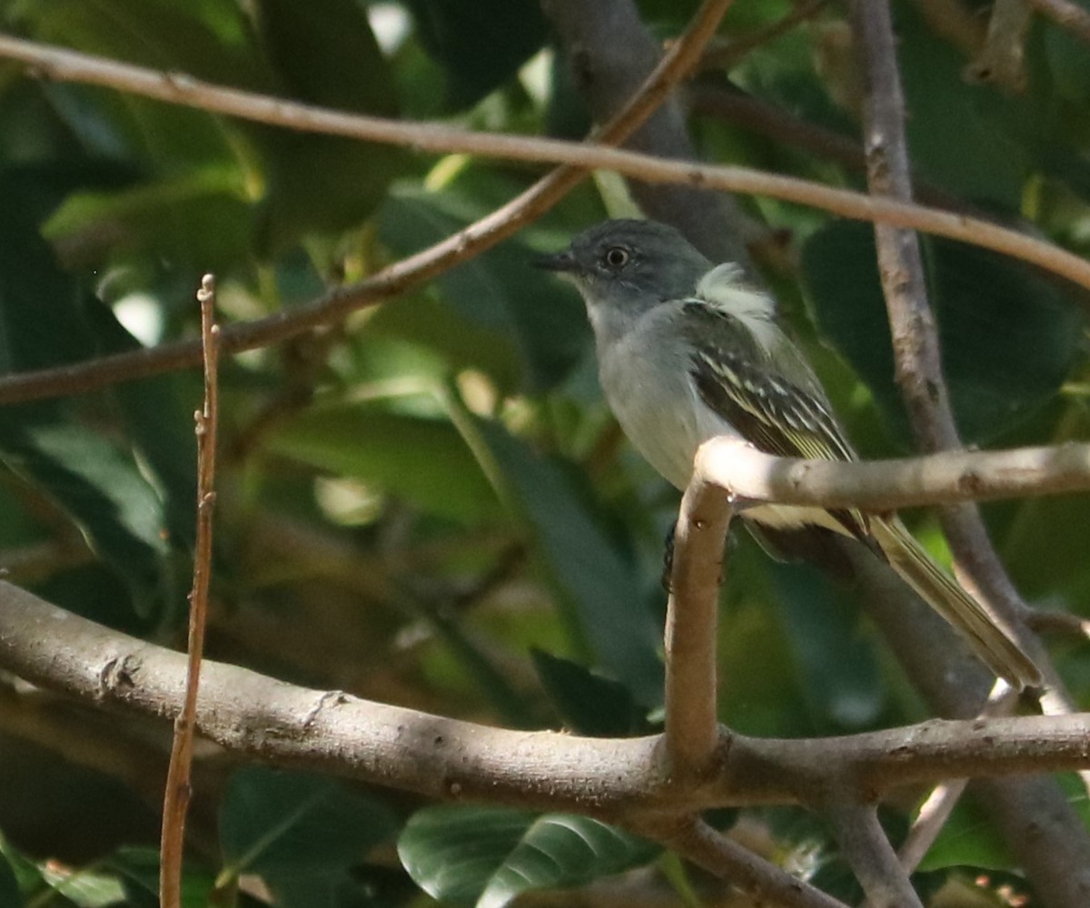 Gray-headed Elaenia - ML647016497