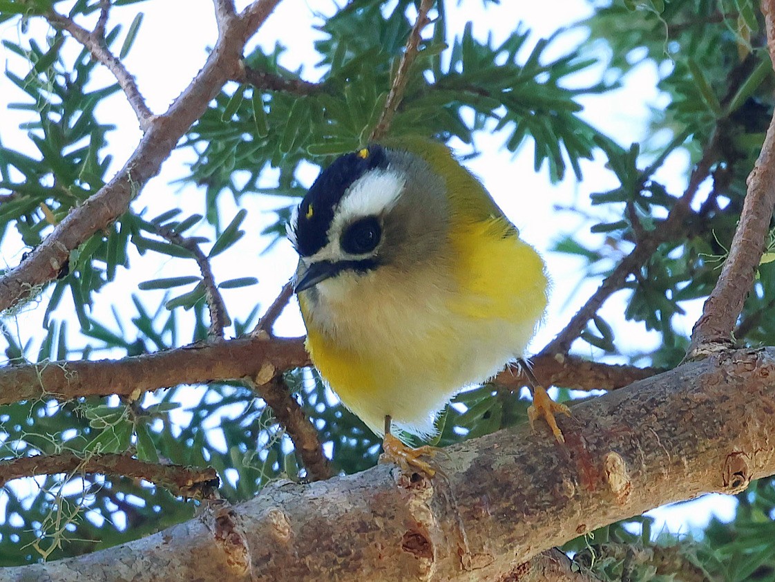 Flamecrest - ML647016503