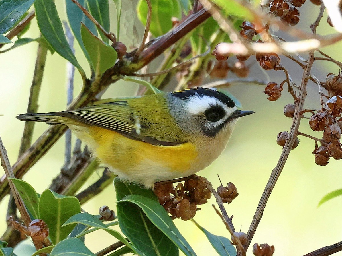 Flamecrest - ML647016504