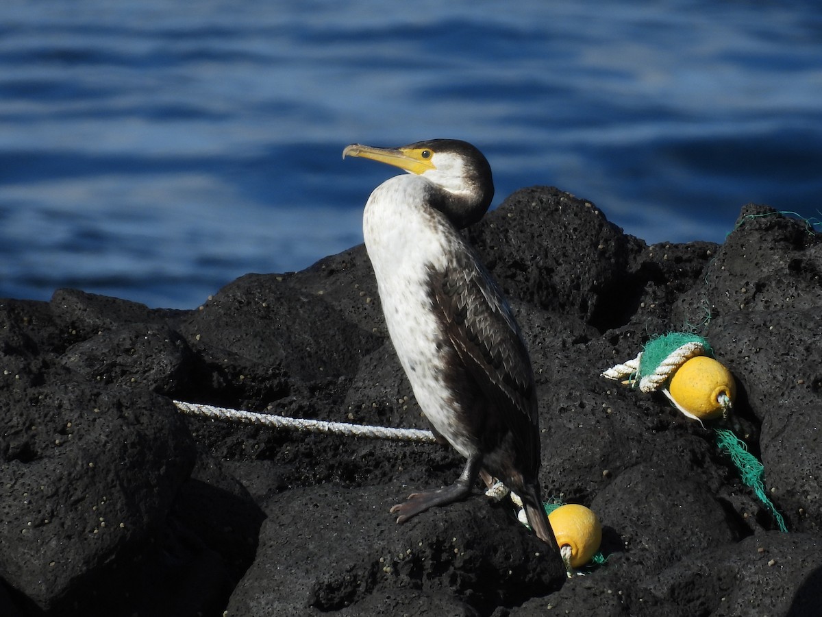 Японский баклан - ML647016505
