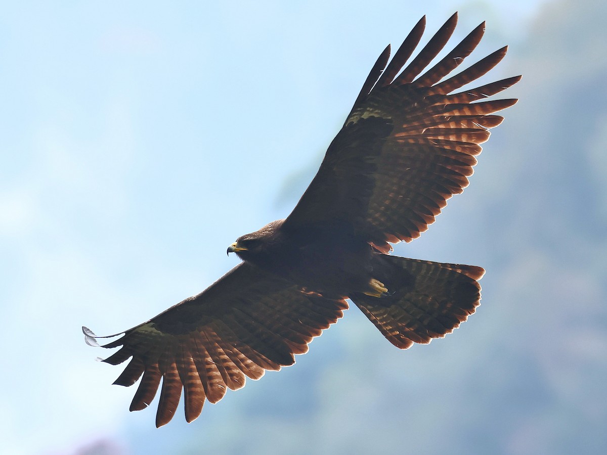 Black Eagle - ML647016509