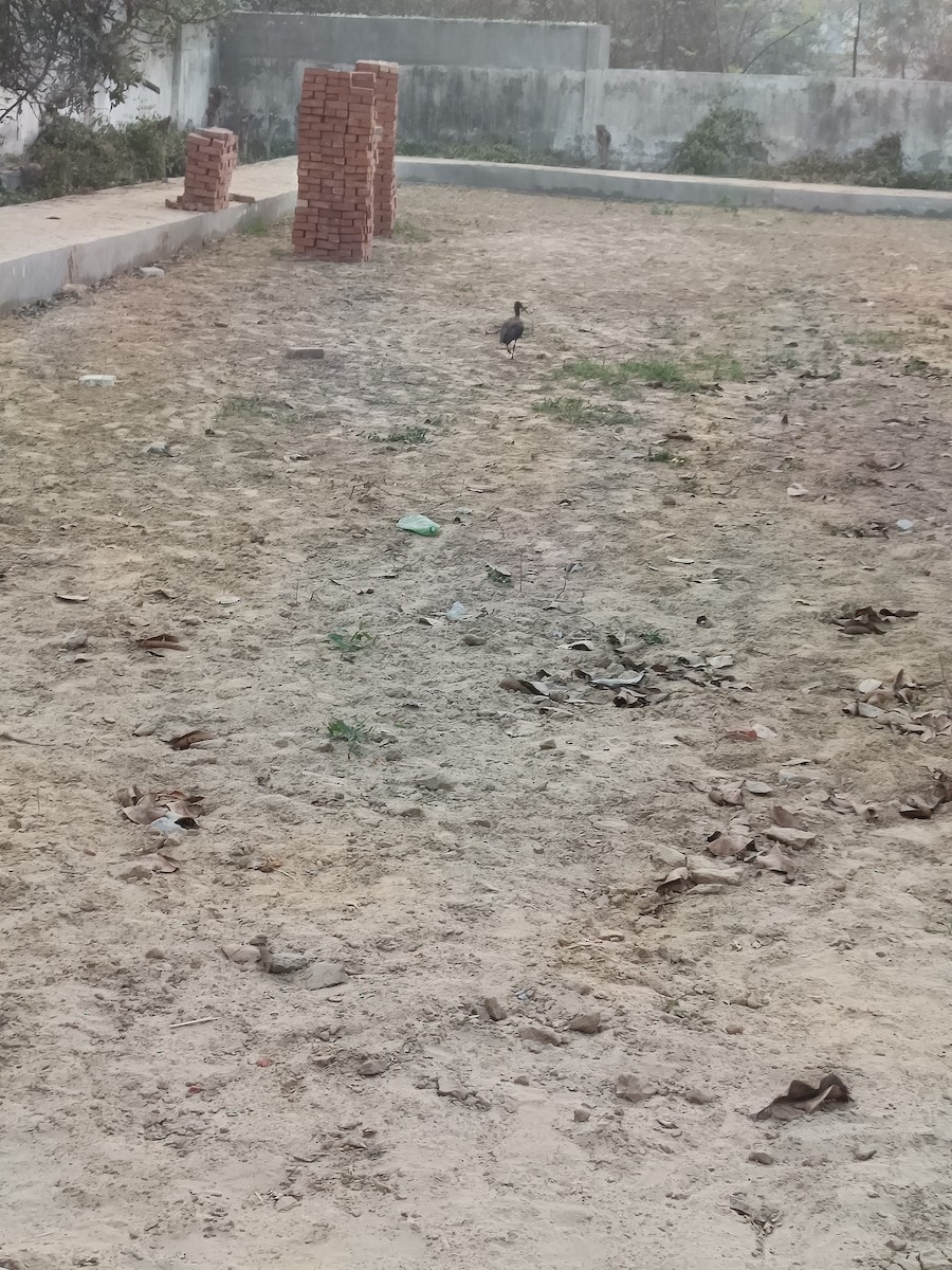 Red-naped Ibis - ML647016510