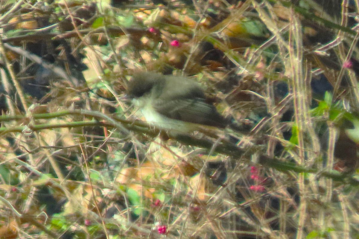 Mosquero Fibí - ML647016512