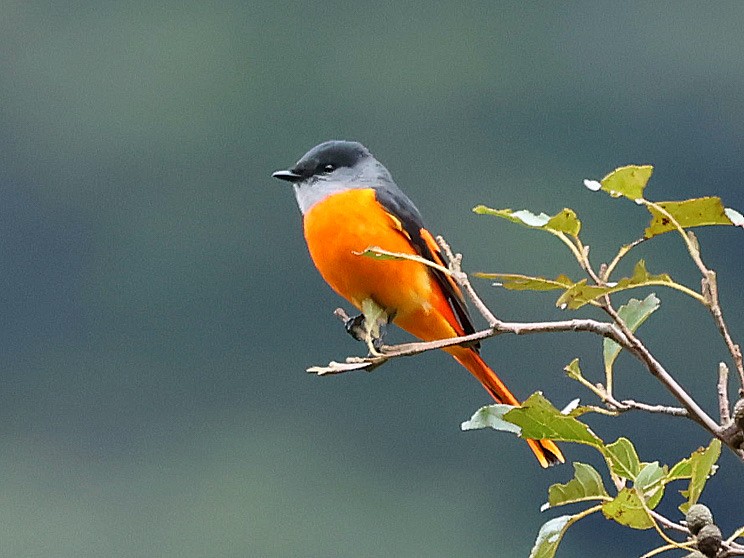 Личинкоїд сірощокий - ML647016513