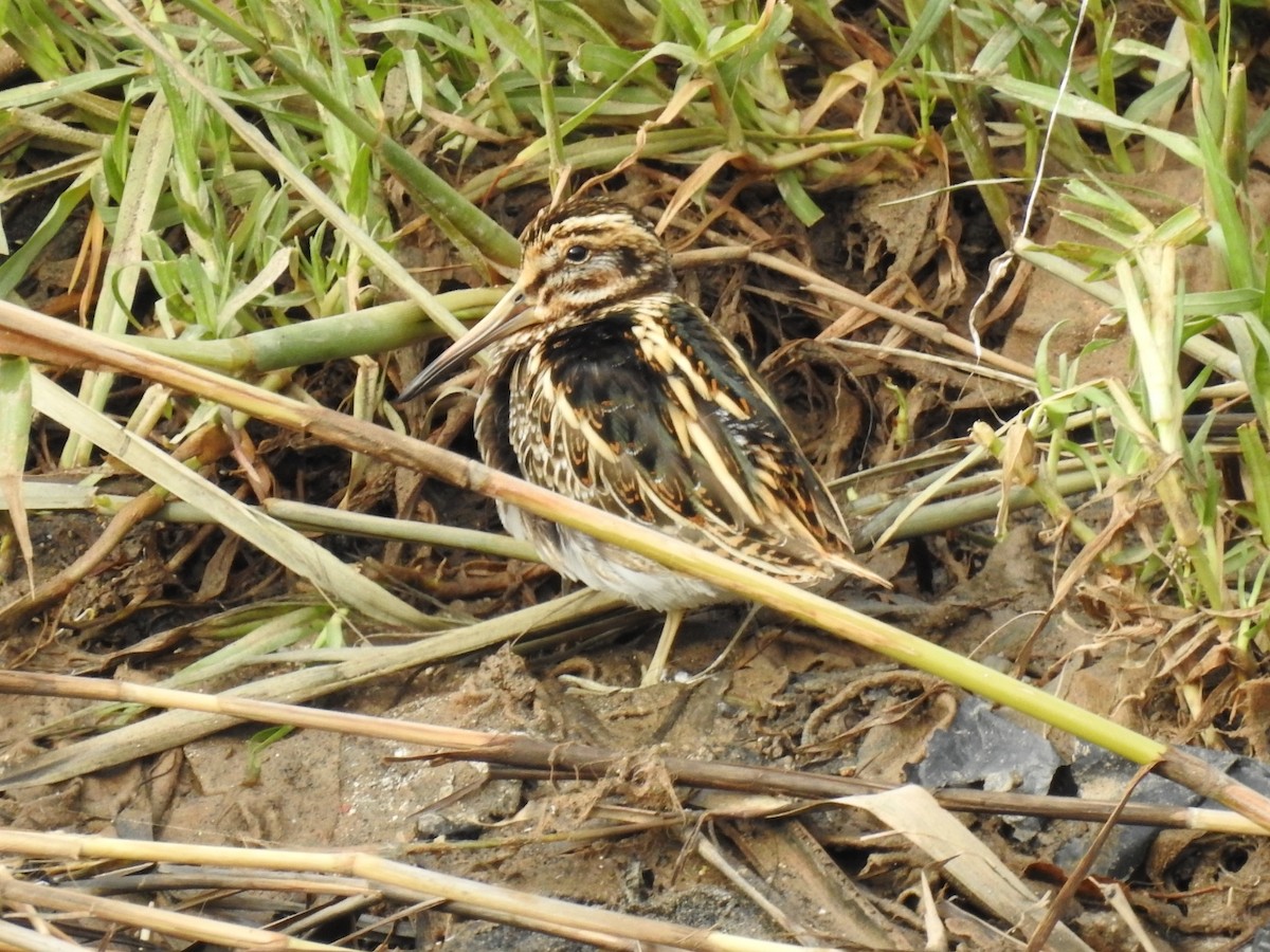 Бичил хараалж - ML647016514