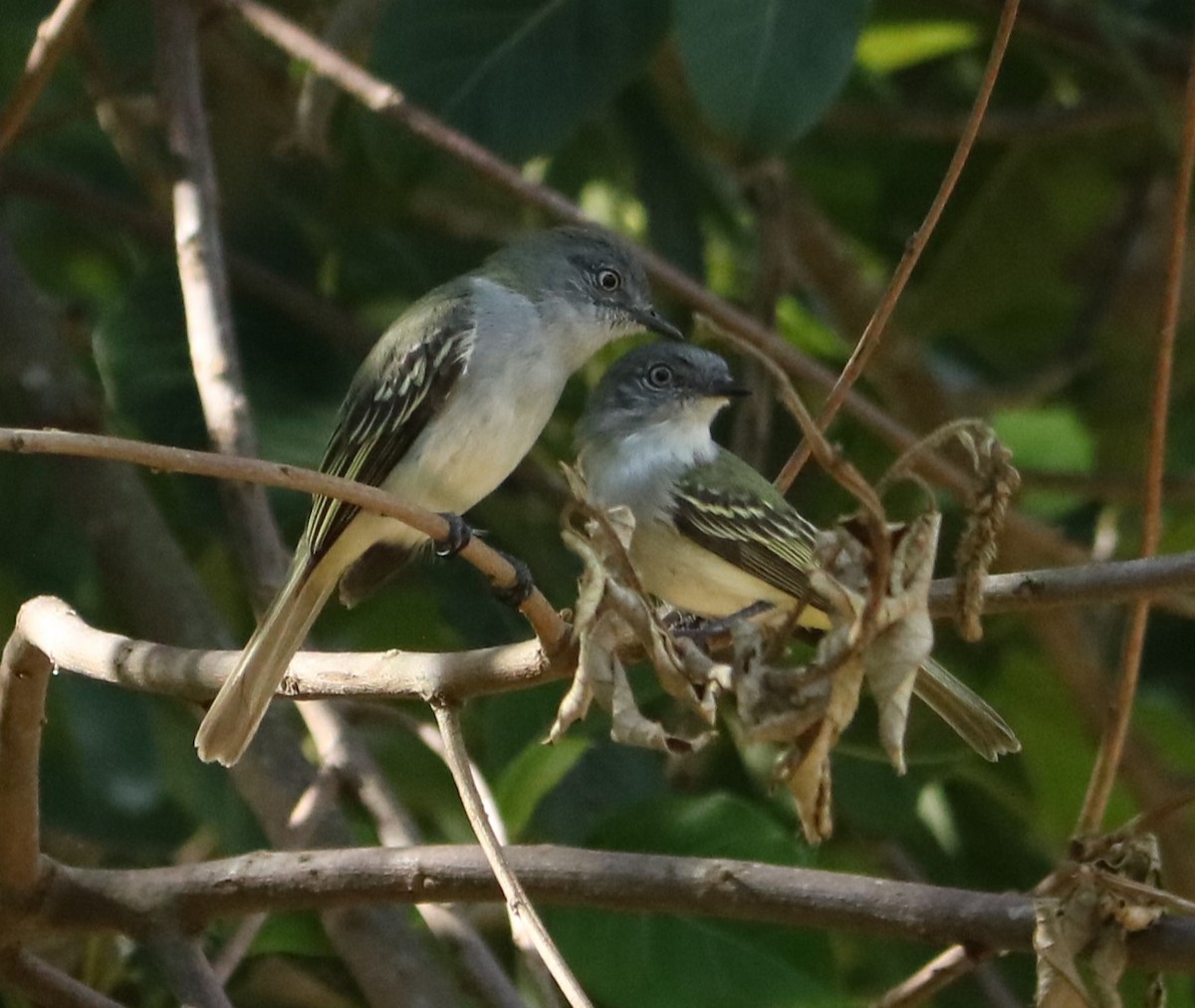 Gray-headed Elaenia - ML647016516