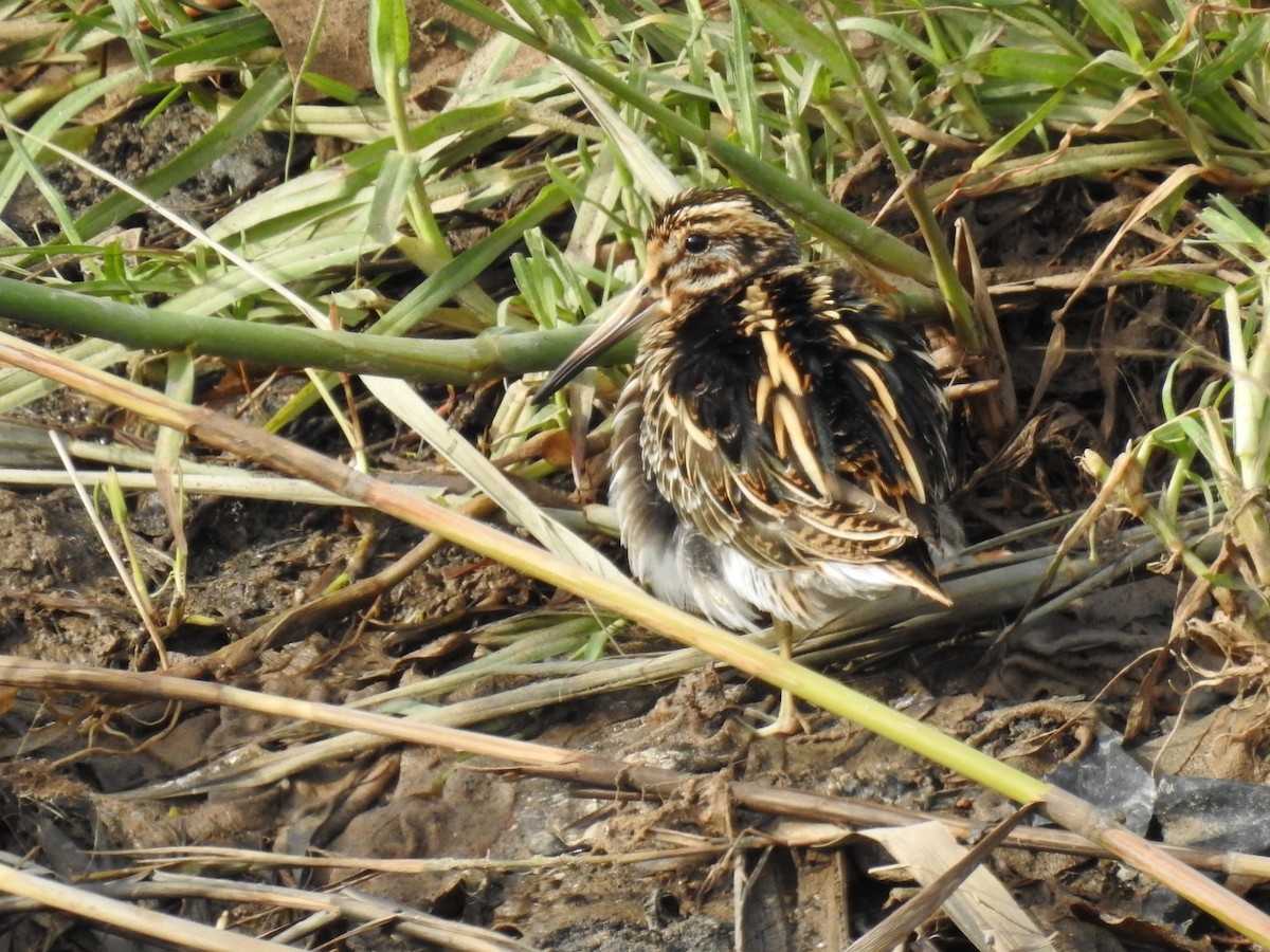 Бичил хараалж - ML647016521