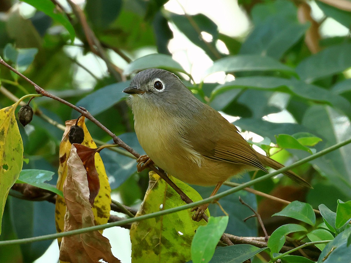 メジロチメドリ - ML647016524