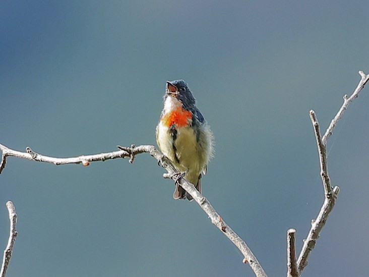 Fire-breasted Flowerpecker - ML647016528