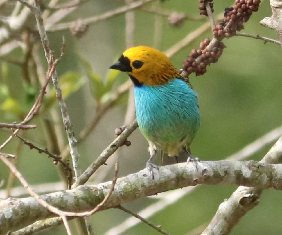 Gilt-edged Tanager - ML647016530
