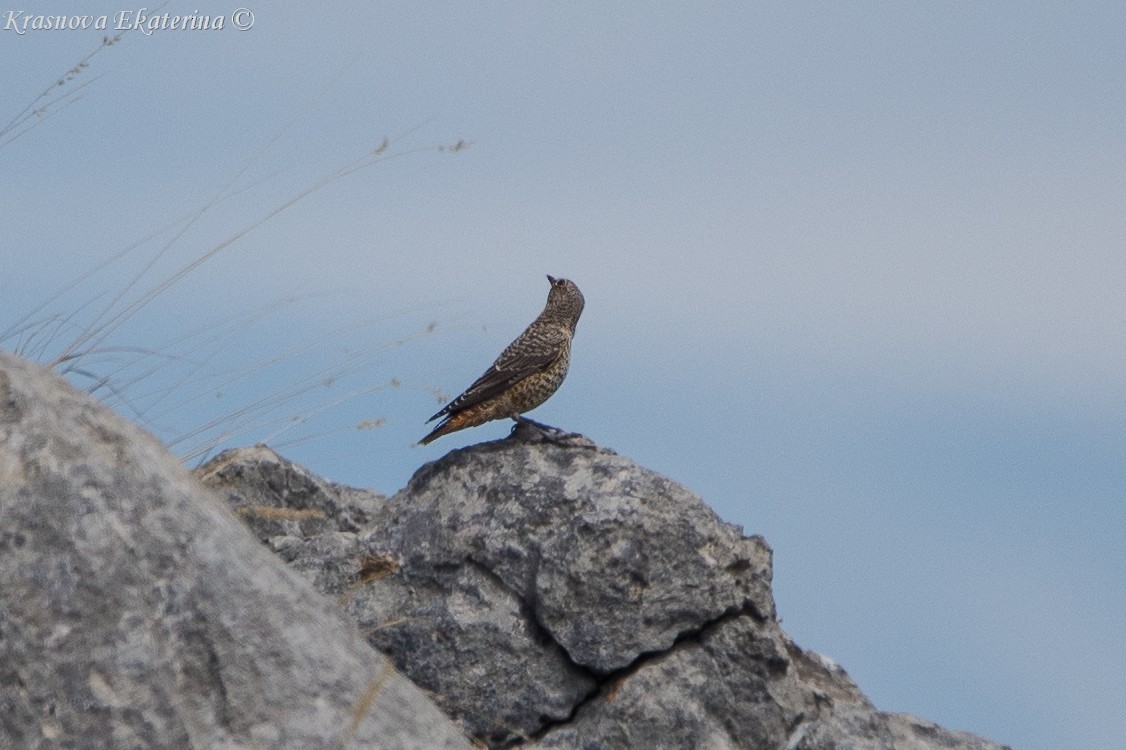 Rufous-tailed Rock-Thrush - ML647016539
