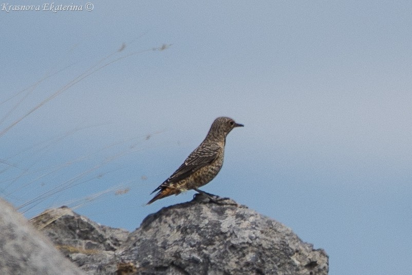 Rufous-tailed Rock-Thrush - ML647016540