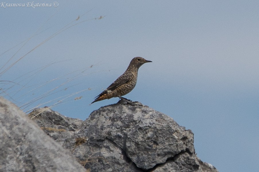 Rufous-tailed Rock-Thrush - ML647016541