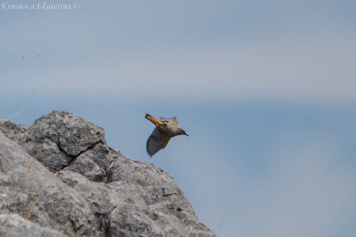 Rufous-tailed Rock-Thrush - ML647016542