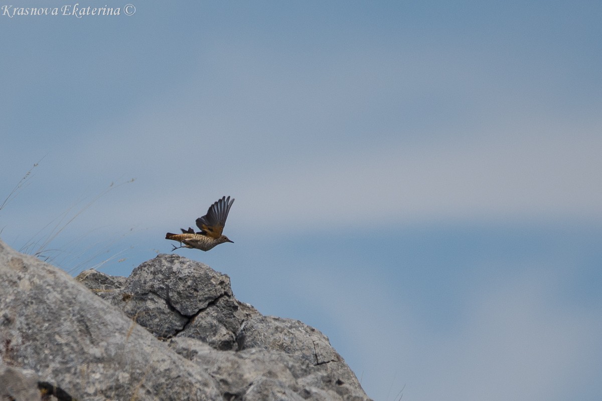 Rufous-tailed Rock-Thrush - ML647016543
