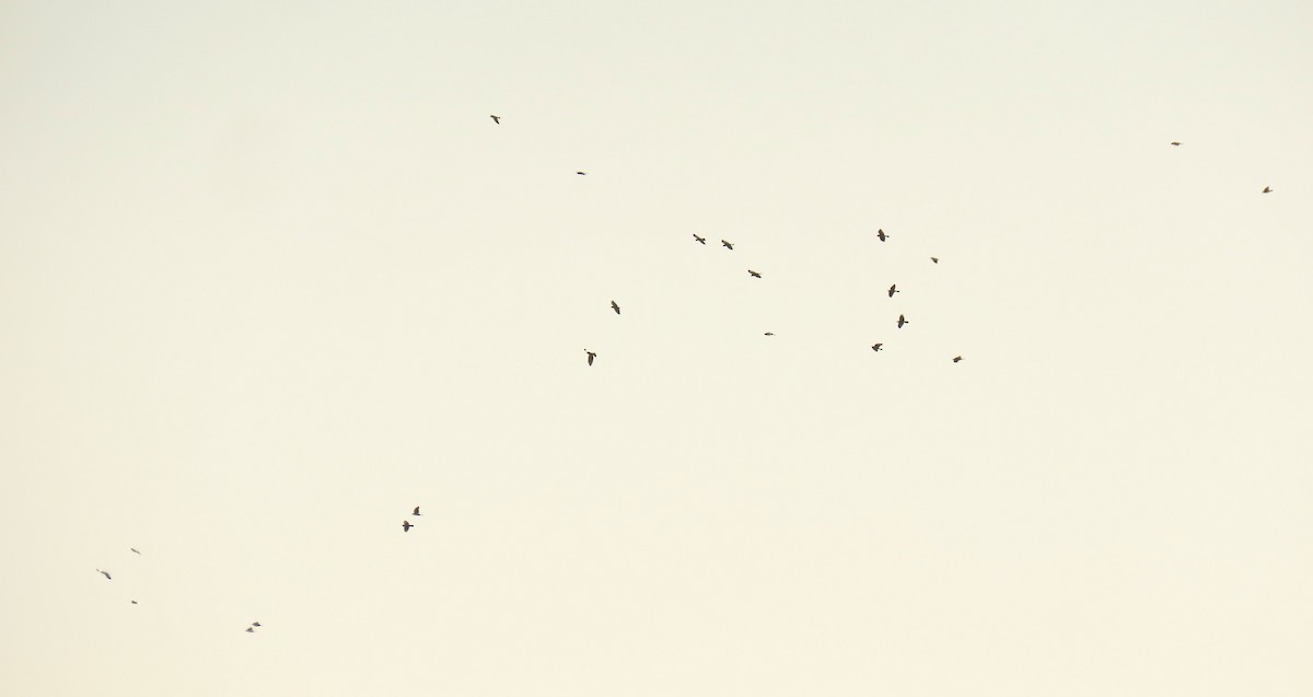 kavka obecná - ML647016548