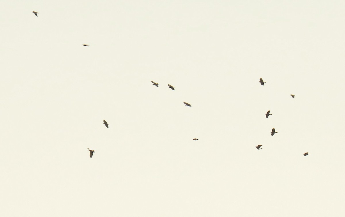 kavka obecná - ML647016549