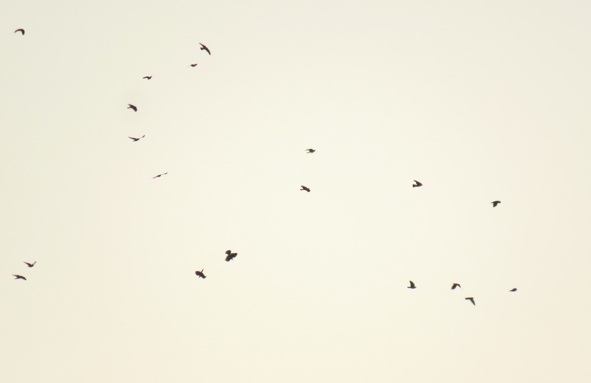 kavka obecná - ML647016550