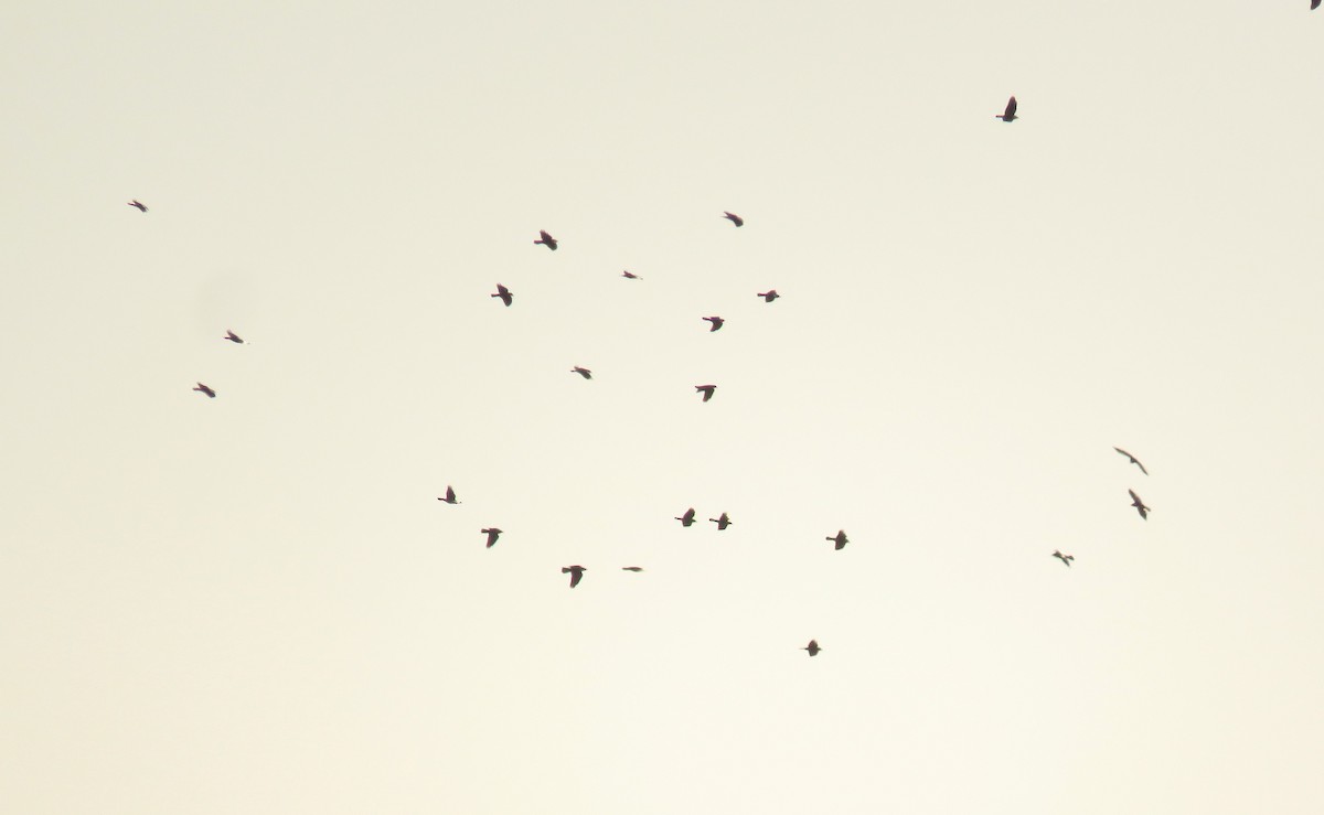 kavka obecná - ML647016551