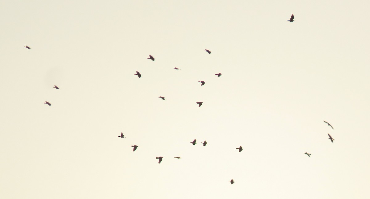 kavka obecná - ML647016553