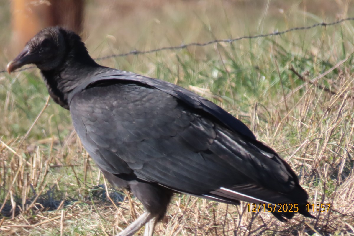 Чёрная катарта - ML647016565