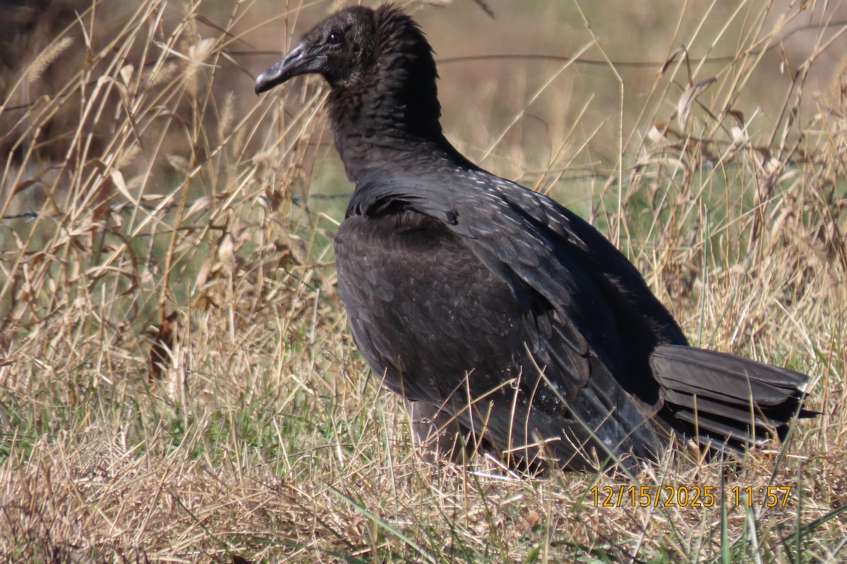 Чёрная катарта - ML647016566