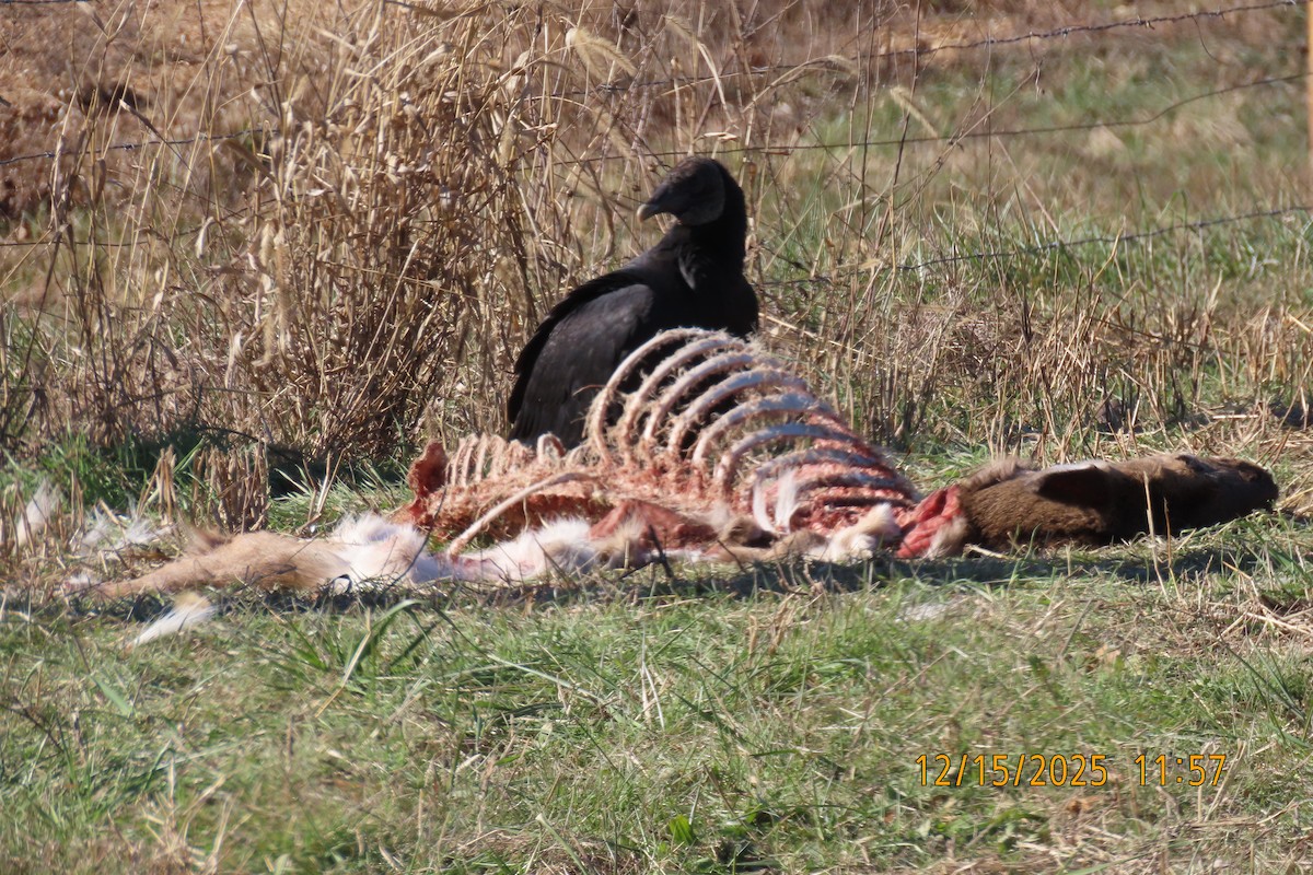 Чёрная катарта - ML647016567