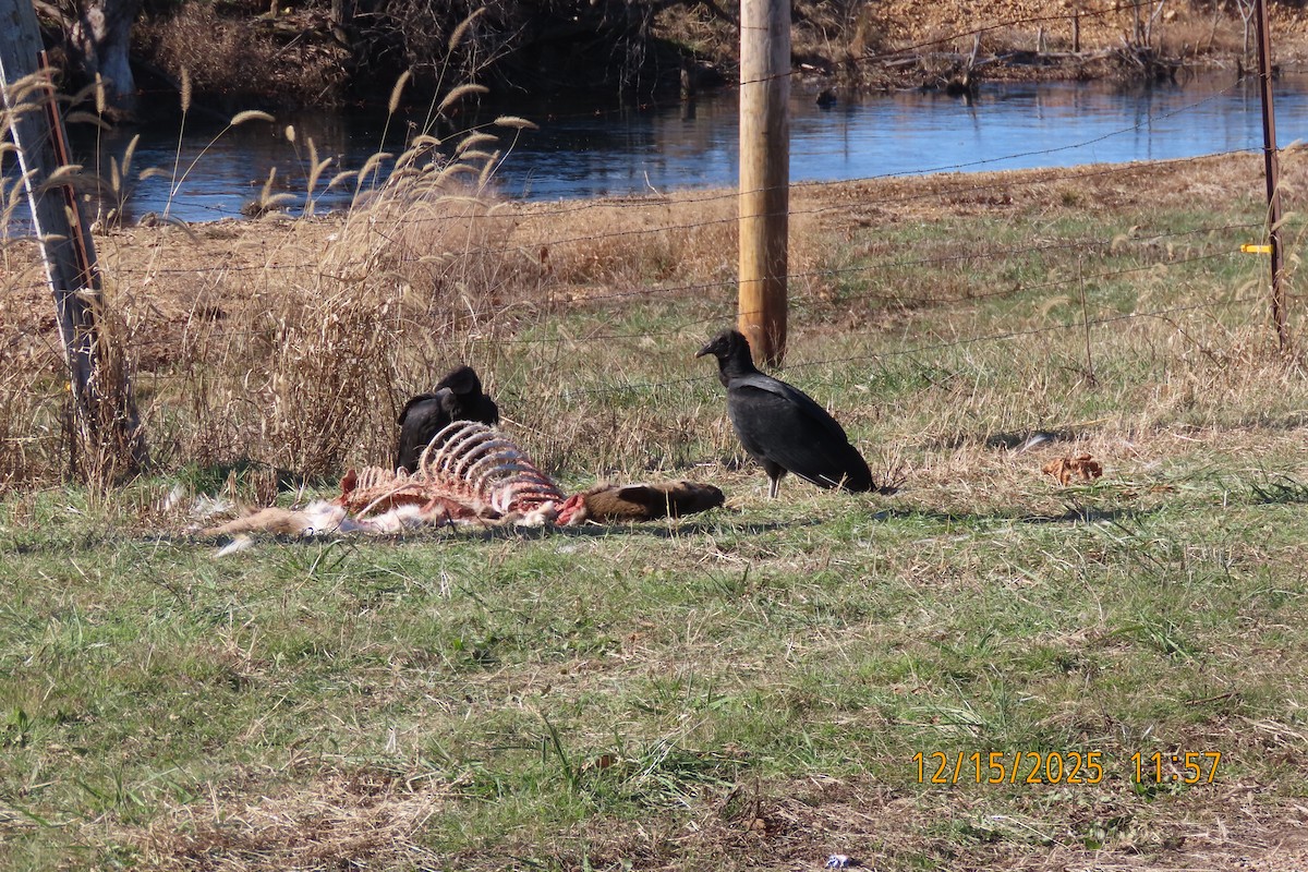 Чёрная катарта - ML647016570