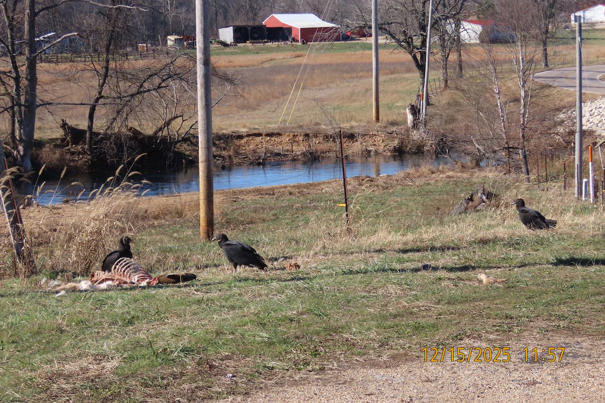 Чёрная катарта - ML647016571