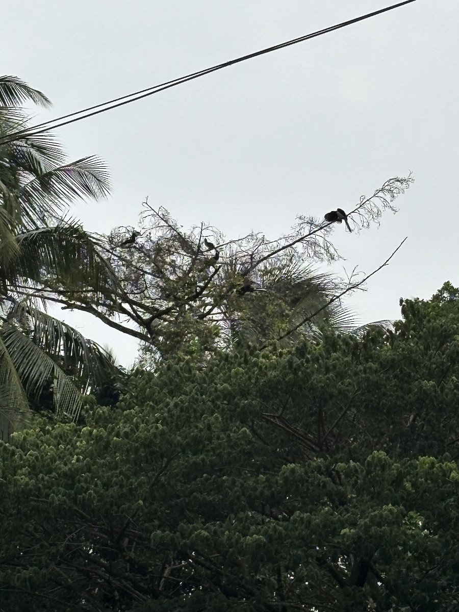 Cálao Coronado - ML647016573