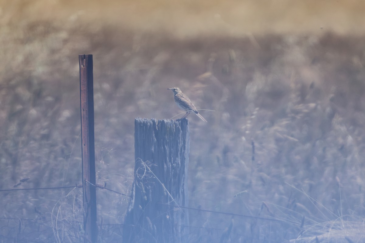 Australian Pipit - ML647016595
