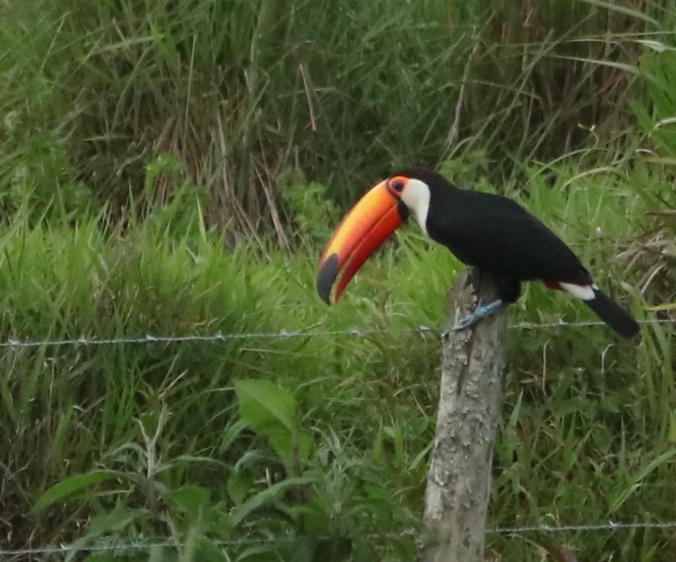 Toco Toucan - ML647016604