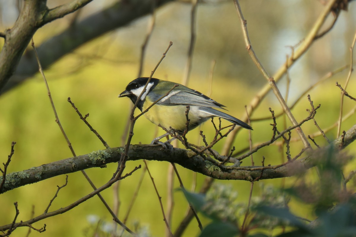 Great Tit - ML647016605