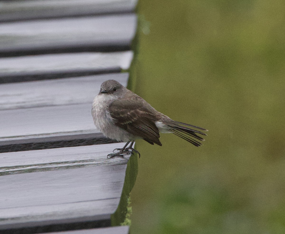 Sooty Tyrannulet - ML647016628