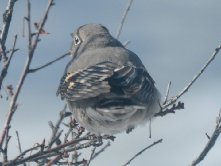 Townsend's Solitaire - ML647016639