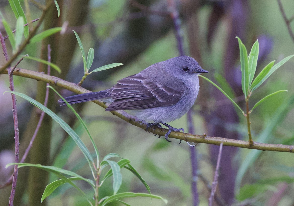 Sooty Tyrannulet - ML647016641