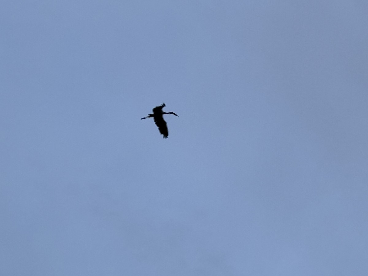 Лелека-молюскоїд індійський - ML647016646