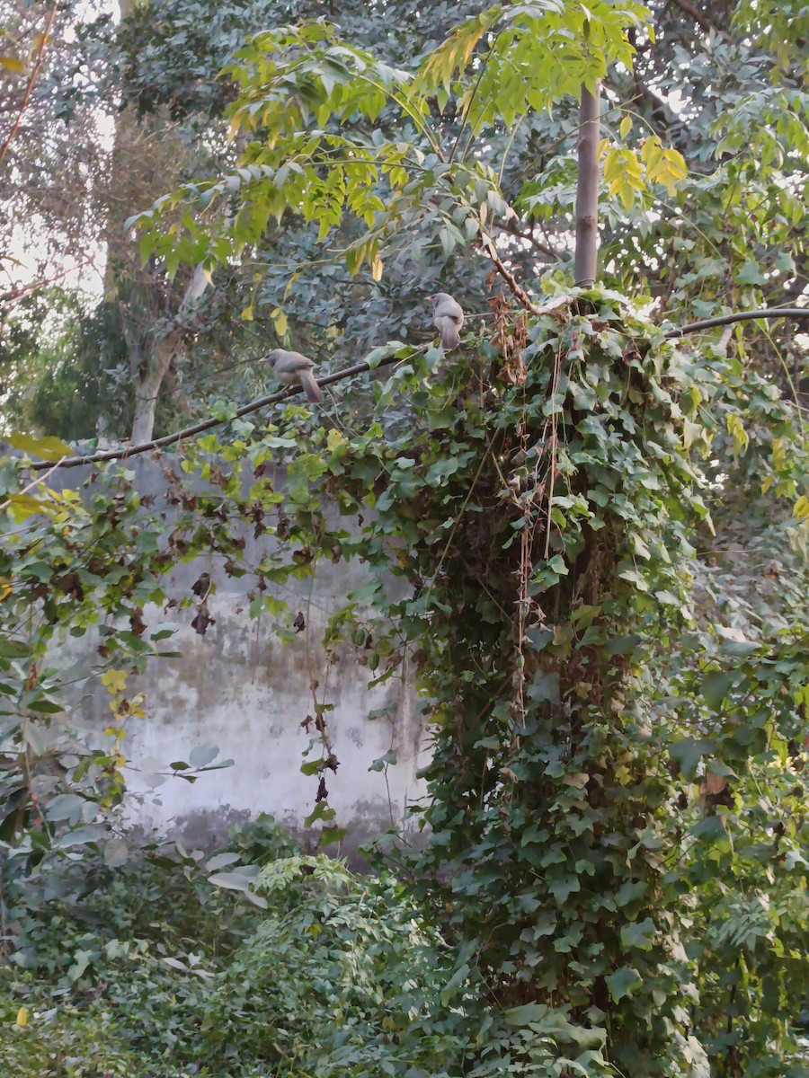 Jungle Babbler - ML647016649