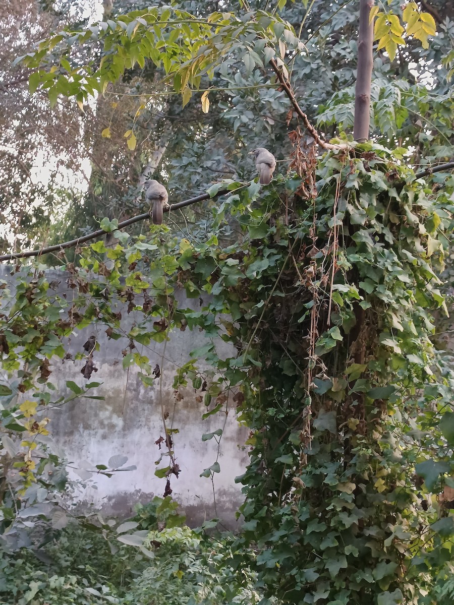 Jungle Babbler - ML647016650