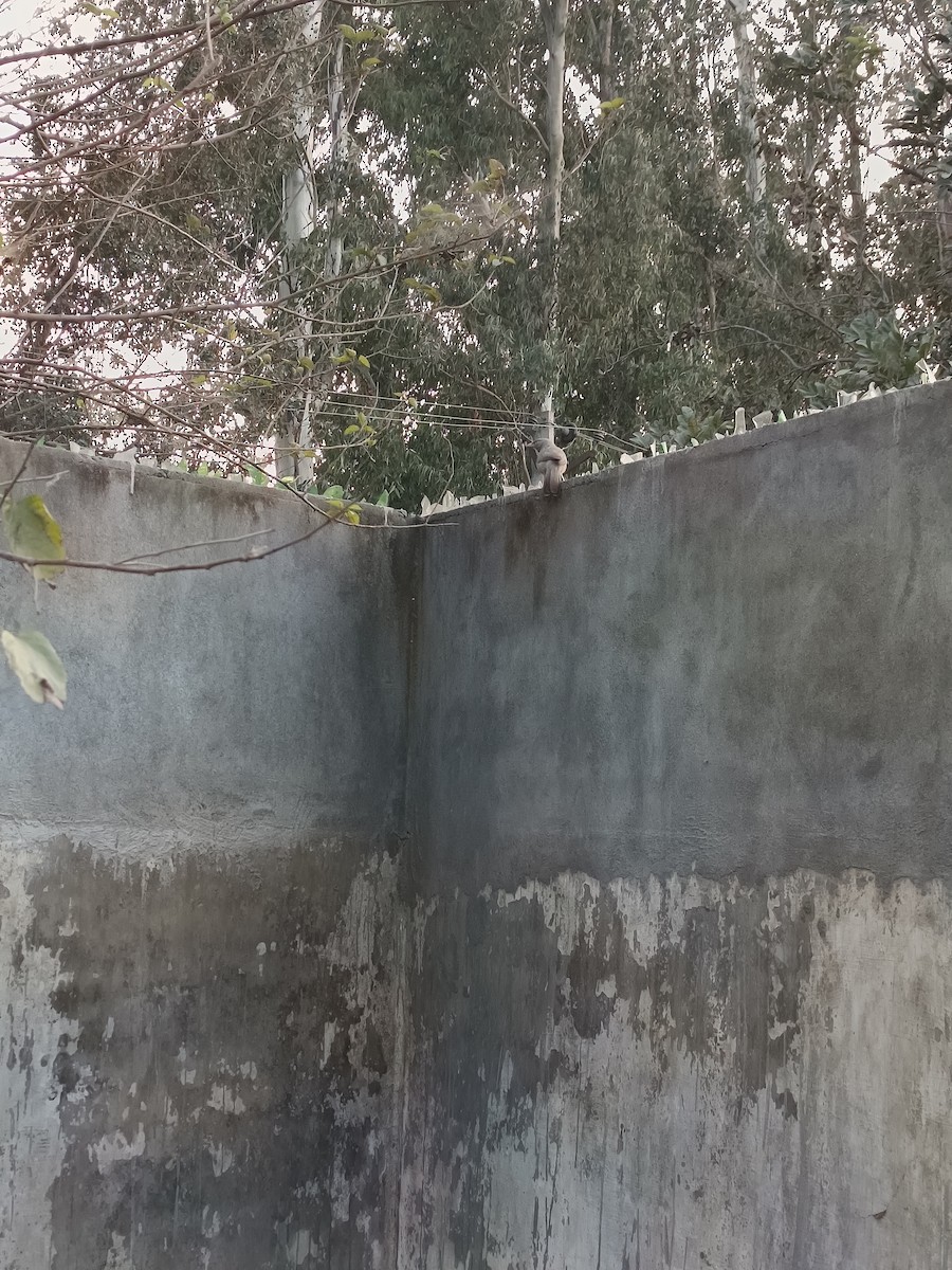 Jungle Babbler - ML647016651