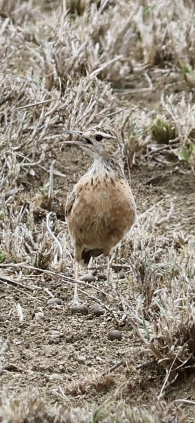 Beesley's Lark - ML647016654