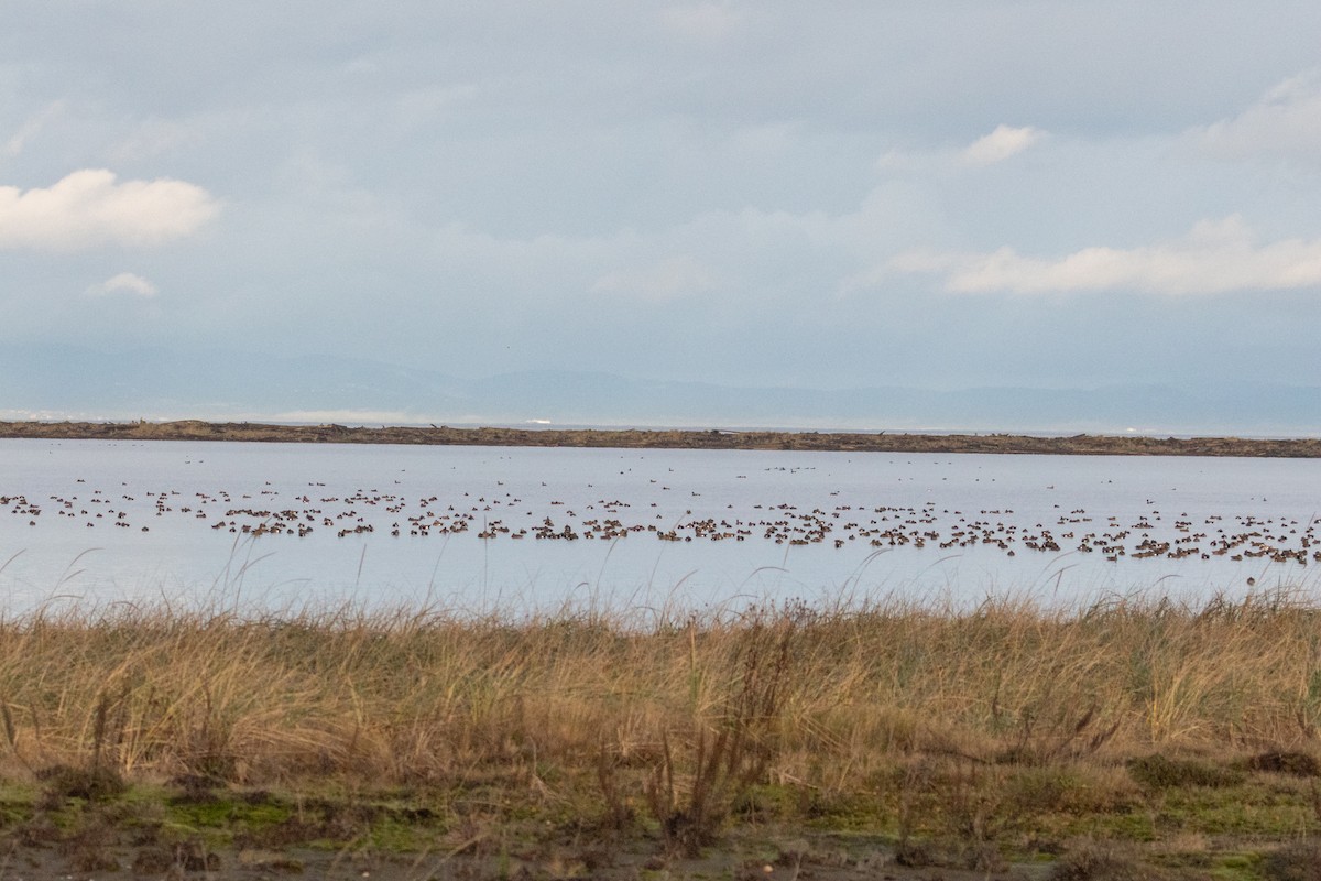 American Wigeon - ML647016661